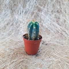 İthal Blue Pilosocereus Azureus Kaktüs