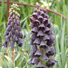 Fritillaria Persica Adıyaman Mor Ters Lale Soğanı