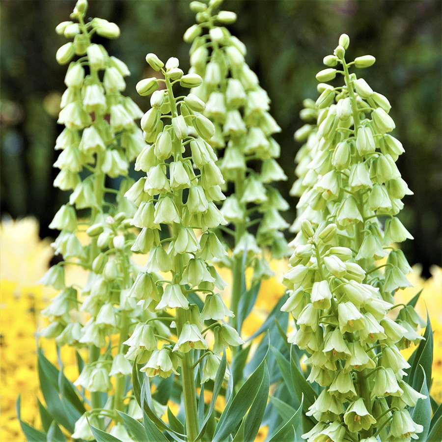 Fritillaria Persica Alba Beyaz Ters Lale Soğanı