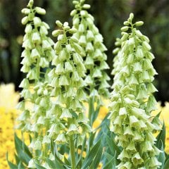 Fritillaria Persica Alba Beyaz Ters Lale Soğanı