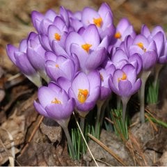 Purple Tommasianus Mor Çiğdem Soğanı-5 Adet