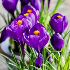 Büyük Çiçekli Flower Record Çiğdem Soğanı-5 Adet