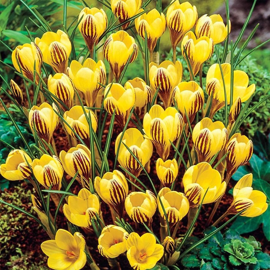 F.Chrysanthus Sarı-Mor Çizgili Çiğdem Soğanı-5 Adet