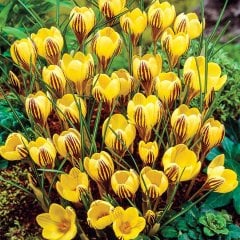 F.Chrysanthus Sarı-Mor Çizgili Çiğdem Soğanı-5 Adet