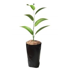11x22 Körüklü Fidan Poşeti (Torbası)-5 Kg