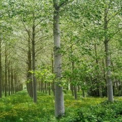 Tüplü Anadolu Kavak Fidanı