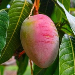 Saksıda Yetişebilen Mango Fidanı 5 Adet
