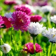 Saksılı Karışık Mix Kasımpatı Çiçeği Fidesı 6 Adet