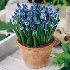 Muscari Armeniacum Mor Üzüm Sümbülü Soğanı-50 Adet