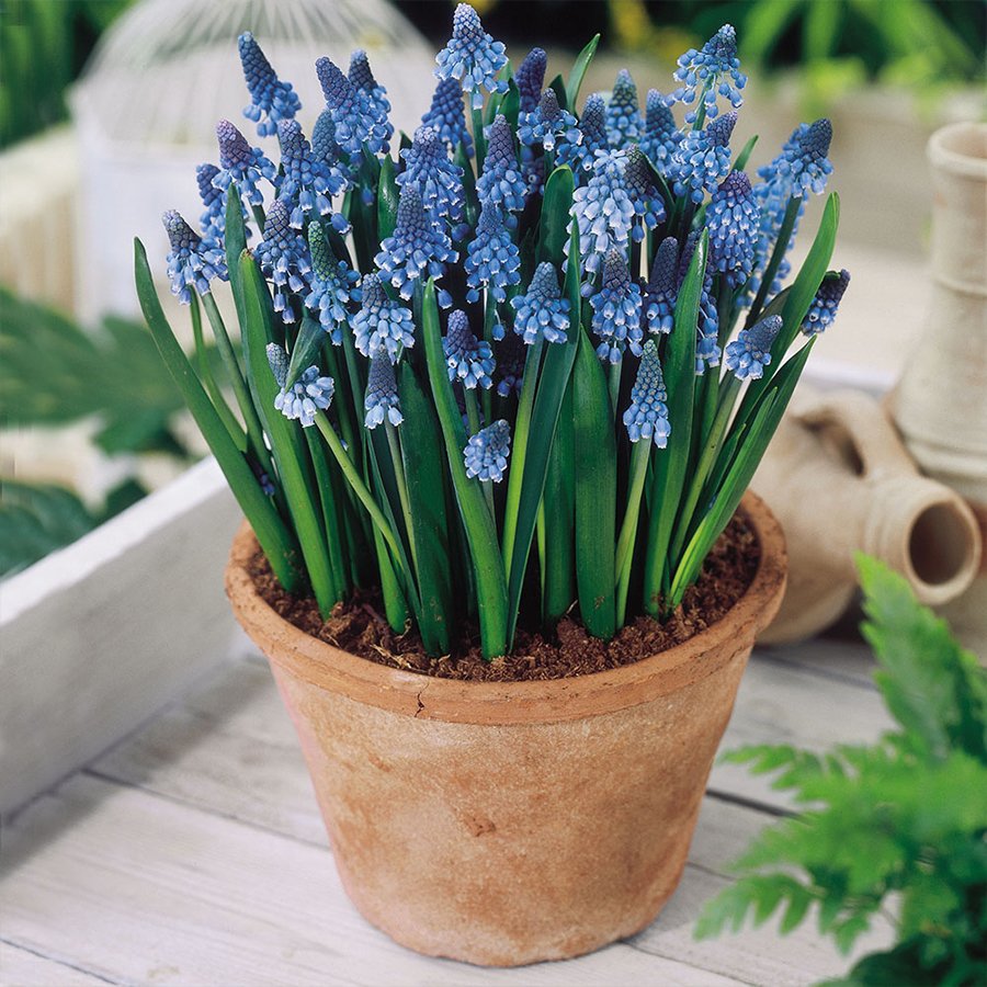 Muscari Armeniacum Mor Üzüm Sümbülü Soğanı-100 Adet