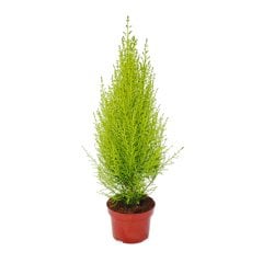 Saksıda İthal Cupresus Limoni Servi Ağacı