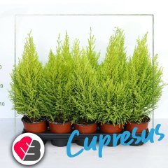 Saksıda İthal Cupresus Limoni Servi Ağacı