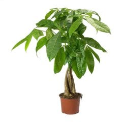 Saksıda Pachira Aquatica Para Ağacı