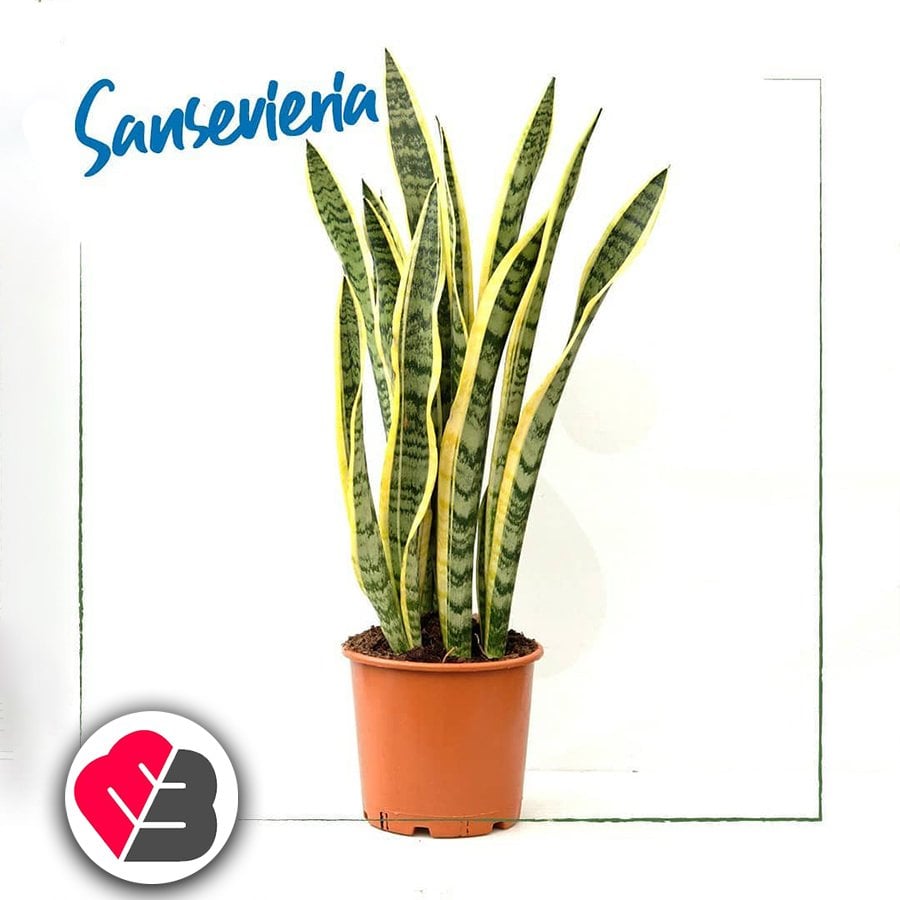 Saksıda Paşa Kılıcı Sansevieria Cylindrica