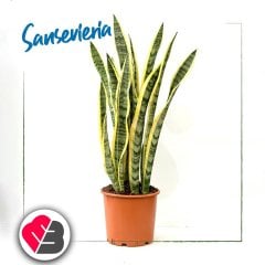 Saksıda Paşa Kılıcı Sansevieria Cylindrica