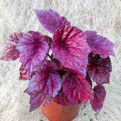 Saksıda Kırmızı Yapraklı Begonia Magic Çiçeği