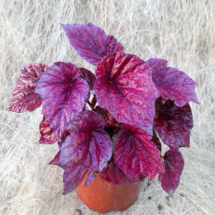 Saksıda Kırmızı Yapraklı Begonia Magic Çiçeği