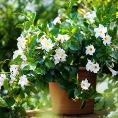 Büyük Saksıda Sarılıcı Tırmanıcı Beyaz Mandevilla Çiçeği
