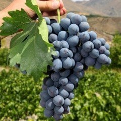 Tüplü Yöresel Çeşit Horoz Karası Üzüm Fidanı