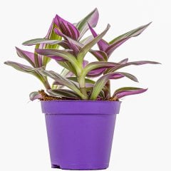 Saksıda Tradescantia-Nanouk Telgraf Çiçeği Fidesi