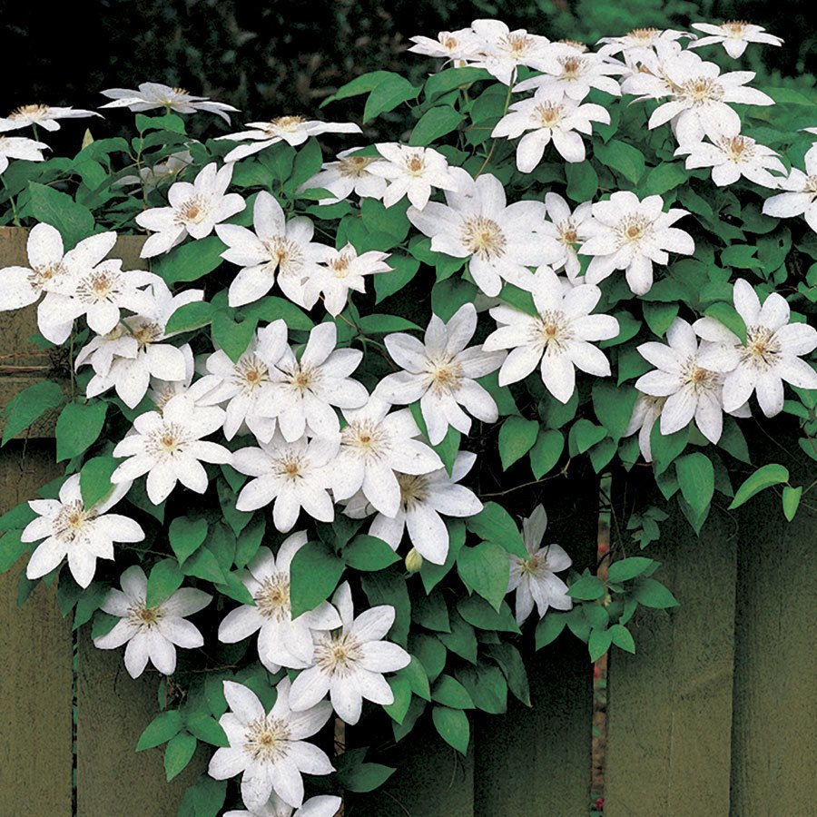 Tüplü Tırmanıcı Sarılıcı Fuyu No Tabi Clematis Çiçeği Fidanı