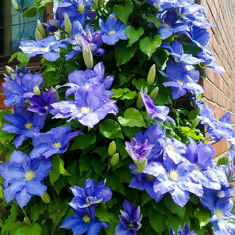 Tüplü Tırmanıcı Sarılıcı Rhapsody Clematis Çiçeği Fidanı