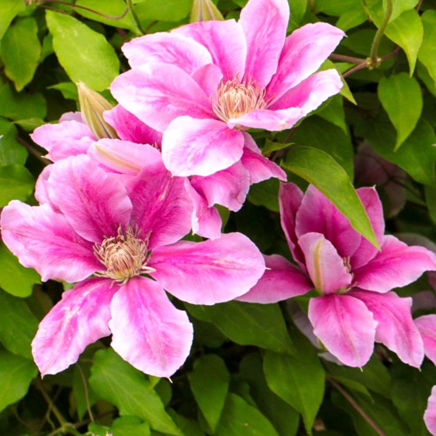 Tüplü Tırmanıcı Sarılıcı Pink Clematis Çiçeği Fidanı