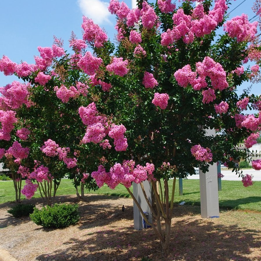Saksıda Pembe Çiçekli Oya Ağacı (5 Yaşlı-180 cm)