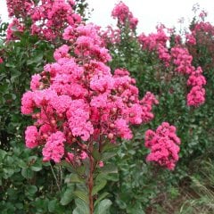 Saksıda Pembe Çiçekli Oya Ağacı (5 Yaşlı-180 cm)