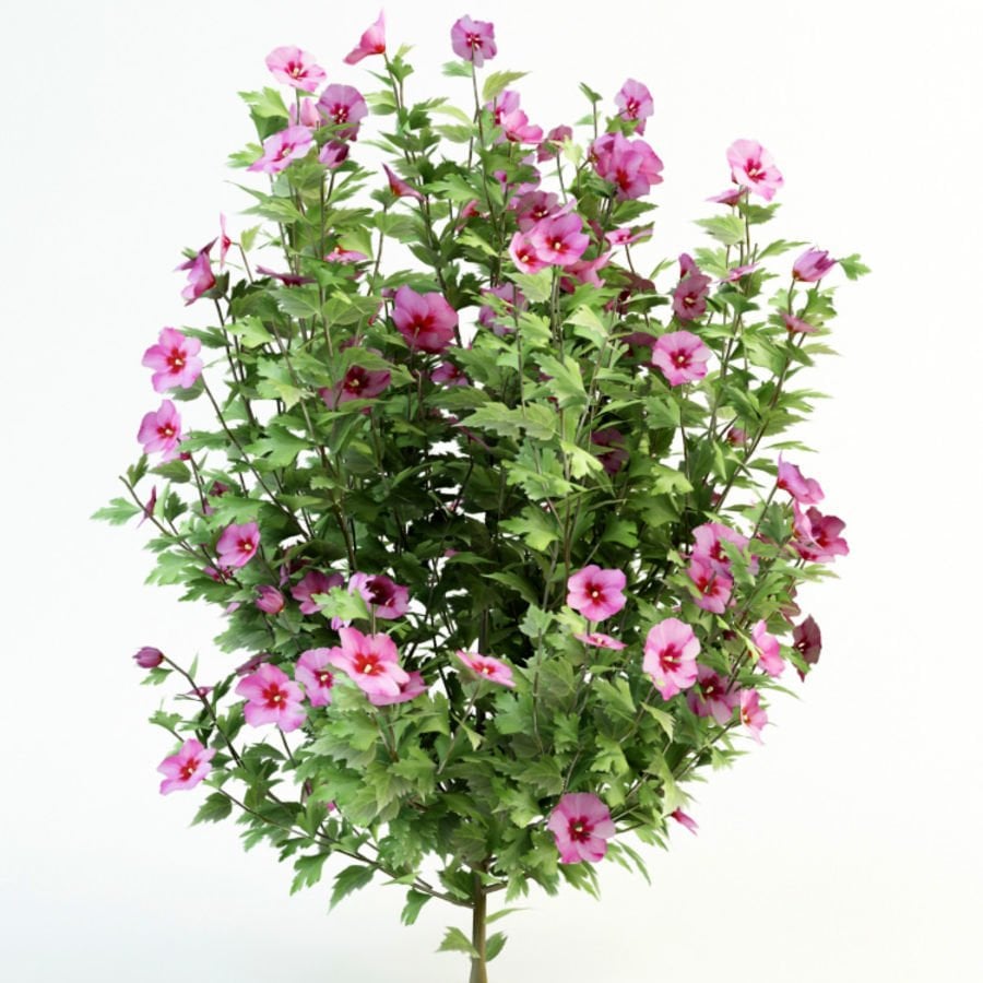Saksılı Pembe-Mor Çiçekli Ağaç Hatmi Ağacı-(180-200 CM)