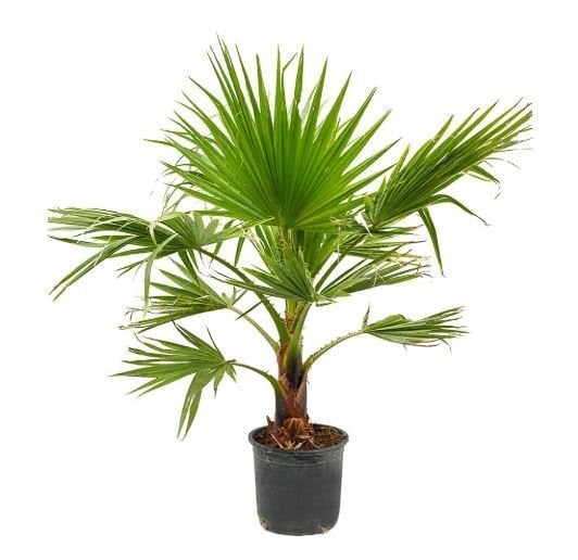 Tüplü Washingtonia Robusta (Meksika Yelpazesi) Palmiye 60/100 cm