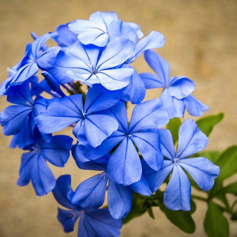 Tüplü Mavi Blue Yasemin Fidanı-(80/100 cm)