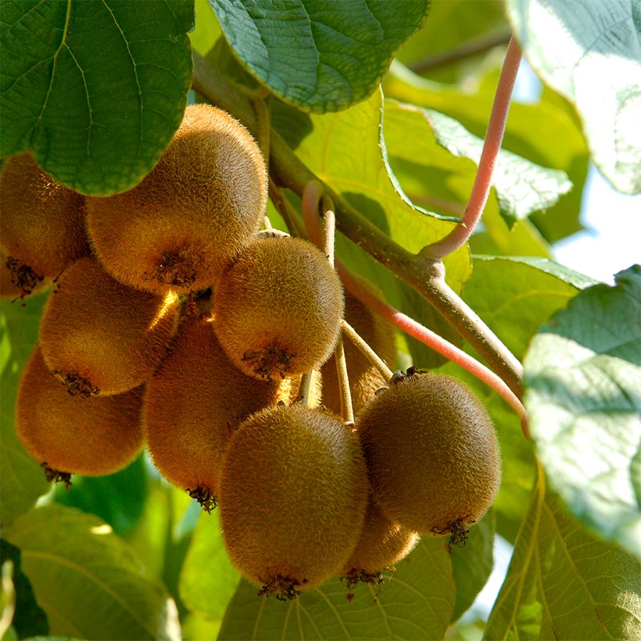 Tüplü Tozlayıcı Hayward (Erkek) Kivi Fidanı