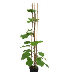 Tüplü Meyve Durumunda Hayward (3 Dişi+1 Erkek) Kivi Fidanı (25-45 cm)