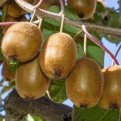 Tüplü Hayward (3 Dişi+1 Erkek) Kivi Fidanı (15-25 cm)