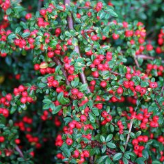 Tüplü Yayılıcı Dağ Muşmulası Cotoneaster Taş Elması Fidanı