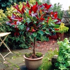 Tüplü Alev Ağacı Fidanı