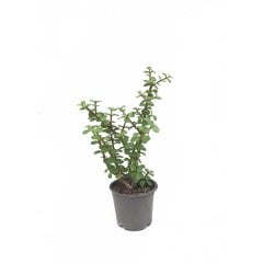 Bonsai İçin Uygun Yeşim (Afra) Ağacı