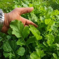 Vitamin Deposu Roka Otu Fidesi-5 Adet