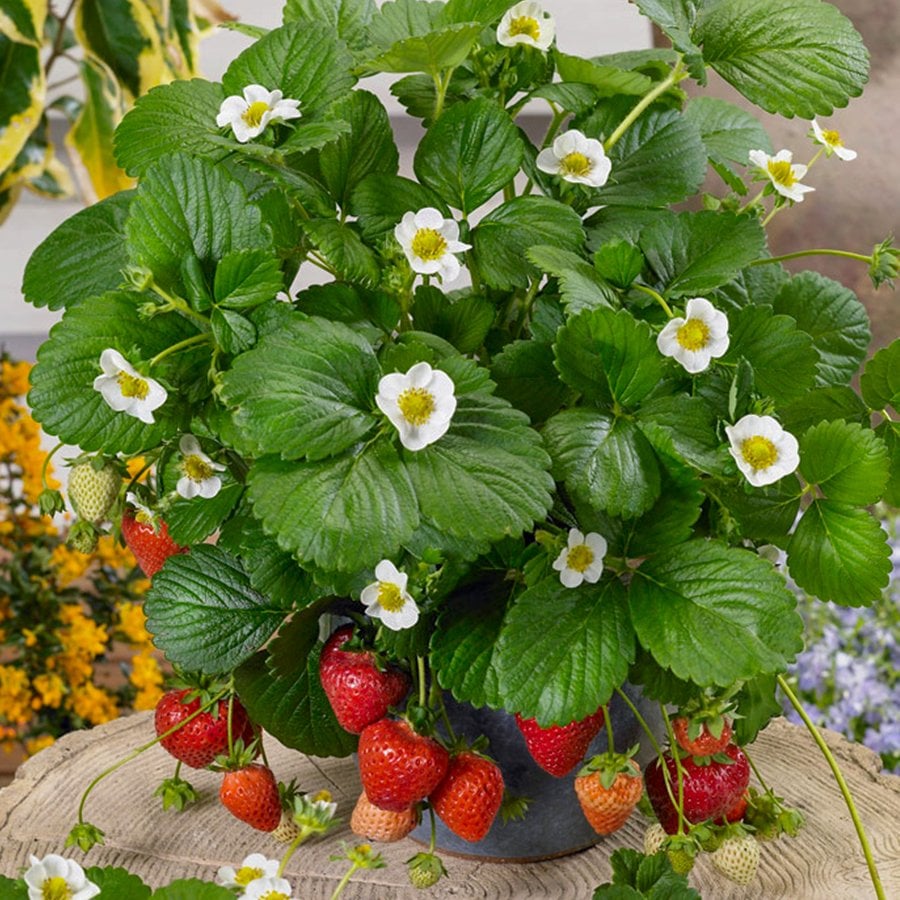 Saksılık Yediveren (Kokulu) Çilek Fidesi-5 Adet