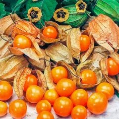 Şifalı Altın Çilek Yer Kirazı Meyvesi Fidesi-3 Adet