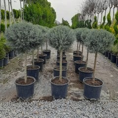 Saksıda Top Şeklinde Mavi Servi Ağacı-(120-140 cm)