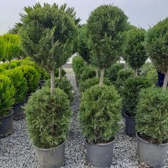 Saksıda Şekilli Leylandi Ağacı-(150-170 cm)