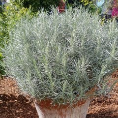 Helichrysum İtalicum Cüce ALADDİN Köri Otu Fidesi-3 Adet