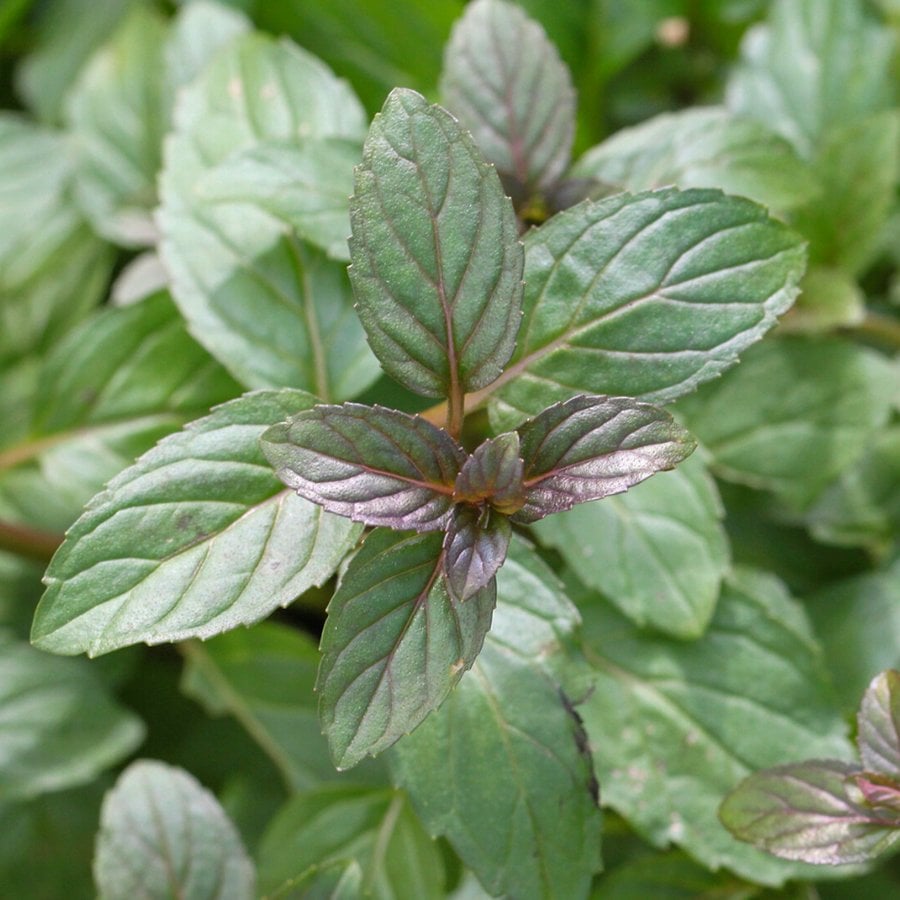 Mentha x Piperita Chocolate Çikolatalı Nane Fidesi-3 Adet