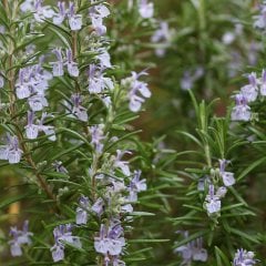 Rosmarinus Officinalis Yayılıcı Biberiye Fidesi-3 Adet