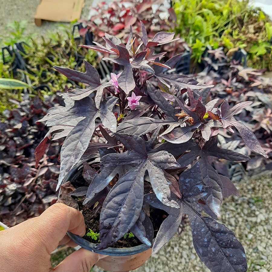 Saksıda Ipomoea Tatlı Patates Bitkisi (Orjinal Resim)