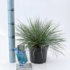 Saksılı Blue Mavi Çim Bitkisi