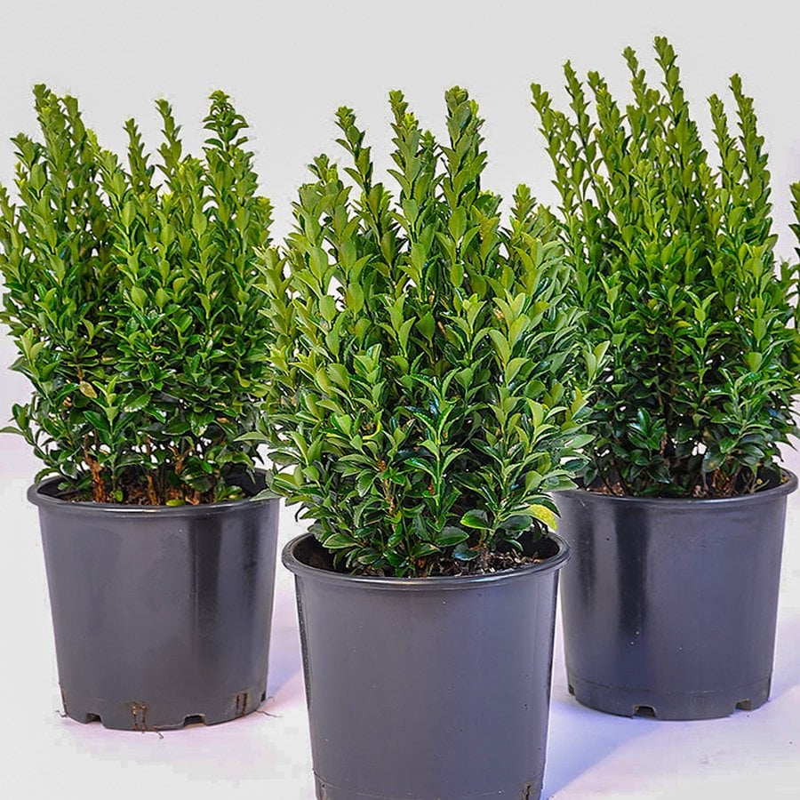 Saksılı Green Yeşil Taflan Fidanı