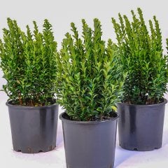 Saksılı Green Yeşil Taflan Fidanı